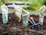 Dollar bills planted in the ground